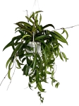 Hoya longifolia 'China beans' - L