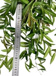 Hoya longifolia 'China beans' - L
