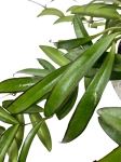 Hoya longifolia 'China beans' - L