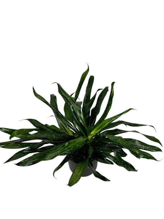 Sancaena 'Fireflies Green' - L