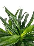 Sancaena 'Fireflies Green' - L