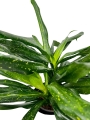 Sancaena 'Fireflies Green' - L