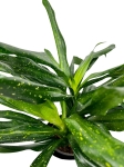 Sancaena 'Fireflies Green' - L
