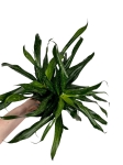 Sancaena 'Fireflies Green' - L