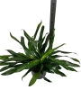 Sancaena 'Fireflies Green' - L