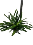 Sancaena 'Fireflies Green' - L