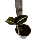 Anoectochilus leyli - S