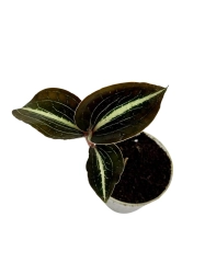 Anoectochilus leyli