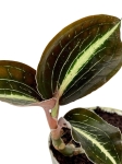 Anoectochilus leyli - S