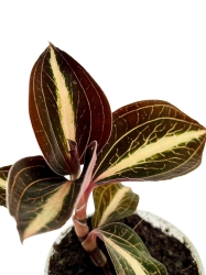 Macodes petola 'Amber'