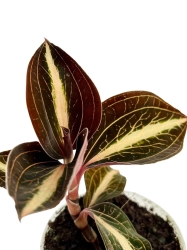Macodes petola 'Amber'
