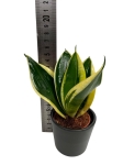 Sansevieria Hahnii Jade marginata