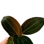 Ludisia discolor var. dawsionana 