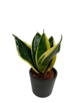 Sansevieria Hahnii Jade marginata