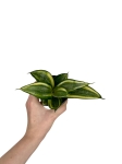 Sansevieria 'Golden Hahnii'  - S