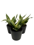 Sansevieria 'Golden Hahnii'  - S