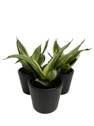 Sansevieria 'Golden Hahnii'