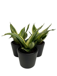 Sansevieria 'Golden Hahnii'