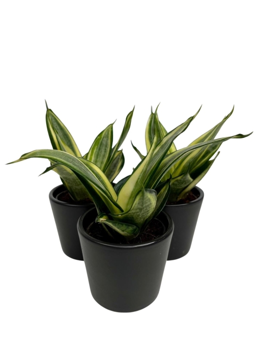 Sansevieria 'Golden Hahnii'  - S