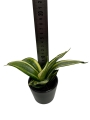 Sansevieria 'Golden Hahnii'  - S