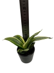 Sansevieria 'Golden Hahnii'  - S