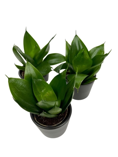 Sansevieria 'Hahnii Black' - S