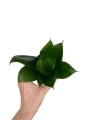 Sansevieria 'Hahnii Black' - S