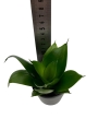 Sansevieria 'Hahnii Black' - S