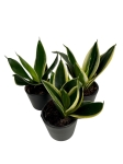 Sansevieria Hahnii Jade marginata