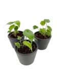 Alocasia scalprum - S