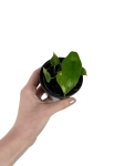 Alocasia scalprum - S