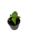 Alocasia scalprum - S