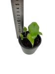 Alocasia scalprum - S