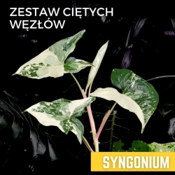 Zestaw ciętych węzłów - Syngonia