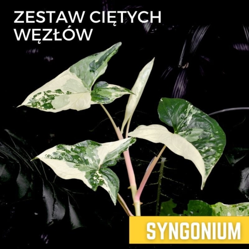 Zestaw ciętych węzłów - Syngonia