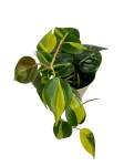 Philodendron hederaceum 'Brasil' - M