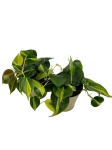 Philodendron hederaceum 'Brasil' - M