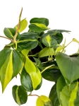 Philodendron hederaceum 'Brasil' - M