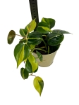 Philodendron hederaceum 'Brasil' - M