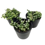 Senecio rowleyanus variegata
