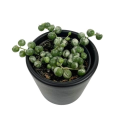 Senecio rowleyanus variegata - Starzec Rowleya variegata