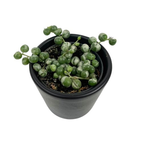 Senecio rowleyanus variegata