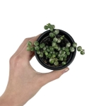 Senecio rowleyanus variegata