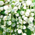Senecio rowleyanus variegata, starsza roślina