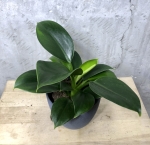 Philodendron green princess M