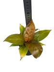 Philodendron Prince of Orange - M
