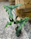 Alocasia Jacklyn