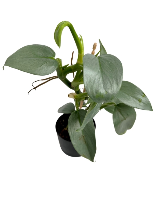 Philodendron hastatum Silver Sword / Silver Queen - M