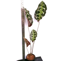 Calathea veitchiana