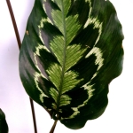 Calathea veitchiana